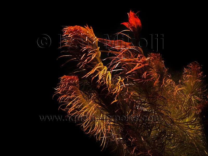 FRESHWATER AQUATIC PLANT Sp. 6